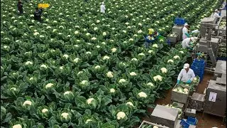 Modern Agriculture - Growing, Harvesting and Processing Cauliflower