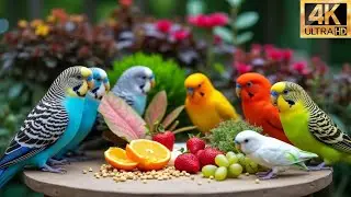 Relaxing Cat TV 😻 Birds & Squirrels Enjoy a Sunlit Afternoon 🕊️🐿️ Sensory Video for Cats 4K
