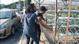 CURI STRAWBERRY DEKAT CAMERON HIGHLAND