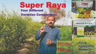 Super Raya Different Varieties Comparison / Super Raya Cultivation / Best Choice of Seed