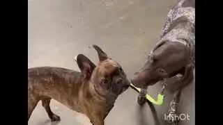 found ina chicken pen look a different dog new the dodo