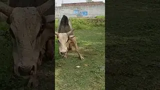 dard hi dard🥲#bullfarm #animals #bull #cow #shorts #viral