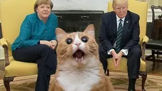 Трамп пожал руку Меркель | Donald Trump shook hands with Angela Merkel