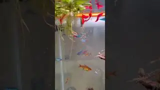 Feeding #shorts #ytshorts #aquariumfish #aquascape #fishtank  #fish #fishing #aquarium #petfeeding