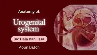 Lecture 6 - Development Of The Reproductive System : Anatomy (UGS-Aoun)