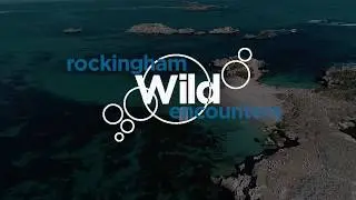 Penguin Island Wildlife Cruise