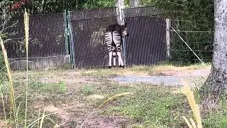 Okapi. A Rare Animal Found in Northeast Democratic of Congo