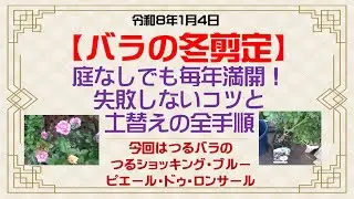 【🌹バラ🌹】庭なしでも毎年満開！失敗しない冬剪定のコツと超カルスNC-Rで再生した土替えの全手順！今回はつるバラのつるショッキングブルーとピエール・ドゥ・ロンサールの巻【Flower Vlog306】