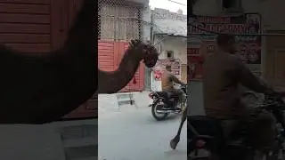 beautifully decorated Camel #camels #decoratedcamel #viralshorts #zulfiqarofficial1m