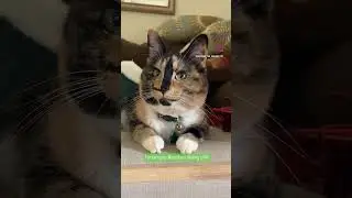Meet the Smiling #SnickersCat: A Rescued Calico with a Big Smile! #CalicoCat