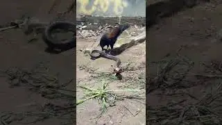 毒牙を抜いてから与える母タカ