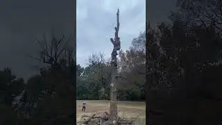 A Cop Was Watching! 😂 + Hilarious Commentary! #funny #lol #climbing #tree