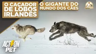 Irish Wolfhound: O Maior Caçador de Lobos do Mundo | Cinofilia Digital
