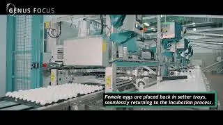 Vencomatic Group and Orbem: why leading hatcheries choose for Genus Focus
