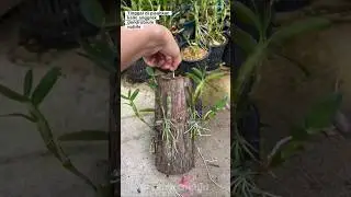 Memisahkan keiki anggrek dendrobium nobile #anggrek #bungaanggrek #orchid #shorts