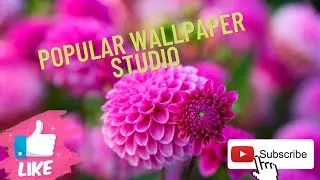 Nature wallpaper | Desktop wallpaper 4K wallpaper | wonderful wallpaper |Desktop wallpaper Images
