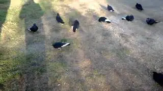 Postieri peje