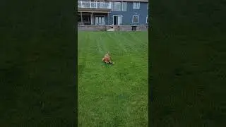 Dogs playing and wrestling