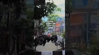 Wonosobo Monitor Lizard Statue, Garut Fighting Ram Statue