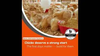 Southern Poultry Solutions-15 (1).mp4