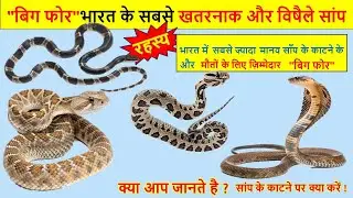 snake | indian big four | snake bite | snake bite treatment