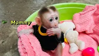 Baby monkey Tina obediently waited for her mother to return, so cute