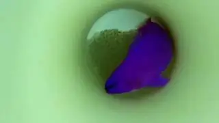 Orchid dottyback guarding nest.