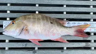 KEEPER Mutton in Bill Baggs!!!