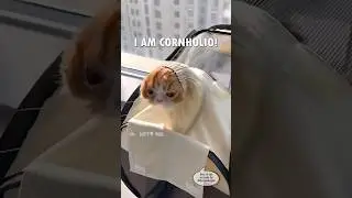 Подборка видео с котом Дасти Дабса, созданная фанатами (Часть 1 из 3) #шорты