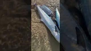Two and Half king Spanish mac #fishing #okuma #angler #beach #beachfishing #doha