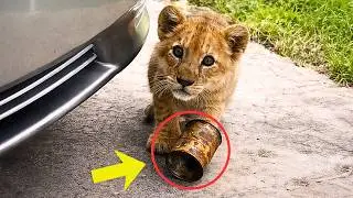 Man rescues a lion cub trapped in a can — the mother’s reaction shocks everyone