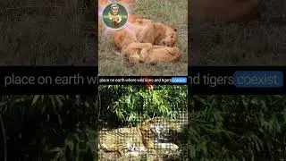 Tigers and lions do coexist! #lion #tigers