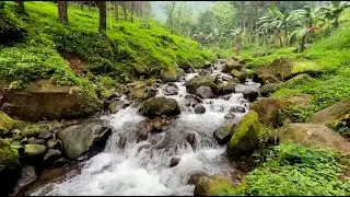 Sleep Instantly with Peaceful River & Pine Tree Sounds | 10-Hour Black Screen for Deep Rest