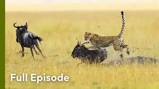 Big Cats on the Brink of Survival | Cheetah Against All Odds