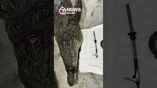 Crocodile found in Key Largo with spear lodged in head rescued, taken to Zoo Miami for care