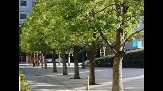 Tree Maintenance - Sky High Tree Removal