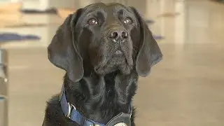 Gilbert's Arson Dog Zeta Helping Solve Investigations Around State