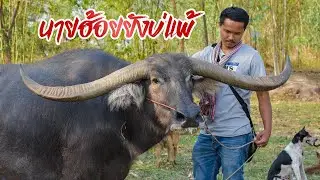 นายฮ้อยยังบ่แพ้  [Official Audio]
