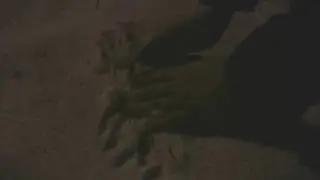 Snowy Night