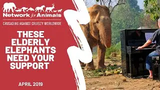 Last stand for elephants on the River Kwai