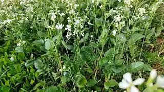 What do radish plant flowers look like - মুলা গাছের ফুল দেখতে কেমন হয়