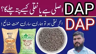 How to check the quality of DAP fertilizer | Original vs Fake DAP | Fida Hussain 99