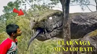 Viral !! Ular Naga Bertapa Menjadi Batu Muncul Dihadapan Anak indigo