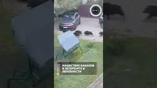 Нашествие кабанов в Петербурге и Ленобласти
