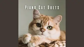 Meow of Serenity in Piano Sounds