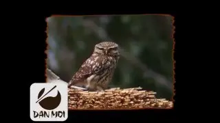 Birdcall Little Owl - Vogelstimme K&auml;uzchen