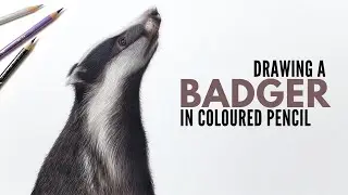 Drawing a Badger in Colored Pencil | Wildlife Artist