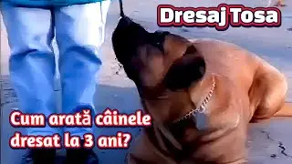 Să lucrezi cu un Tosa nu e treabă ușoară