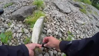 Havs&ouml;ring i lilla edet