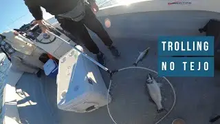 Trolling no rio Tejo aos robalos
